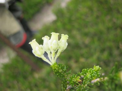 Erica mallotocalyx, photographed by Di Turner