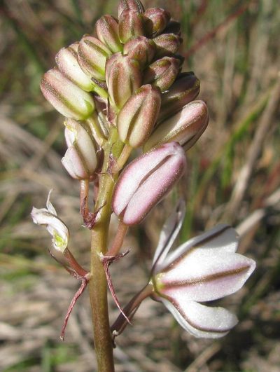 Tenicroa fragrans, photographed by douglaseustonbrown