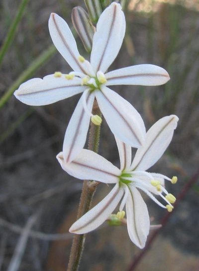 Trachyandra hirsuta, photographed by douglaseustonbrown