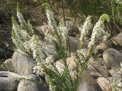 Microdon polygaloides, photographed by douglaseustonbrown
