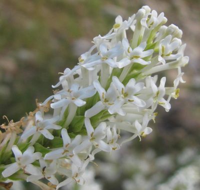 Microdon polygaloides, photographed by douglaseustonbrown