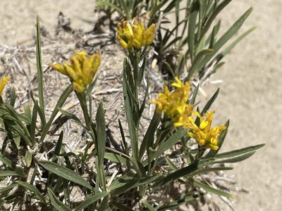 Petradoria pumila, photographed by Bobby McCabe
