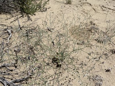Eriogonum cernuum, photographed by Bobby McCabe