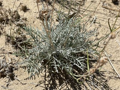 Hymenopappus filifolius, photographed by Bobby McCabe