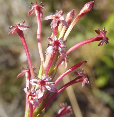 Struthiola macowanii, photographed by Nicola van Berkel