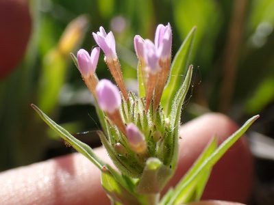Collomia linearis, photographed by Martin Purdy