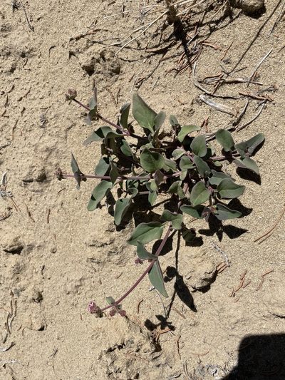 Mirabilis comata, photographed by Bobby McCabe