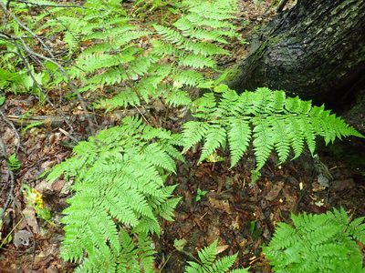 Dryopteris campyloptera, photographed by Lynn Harper