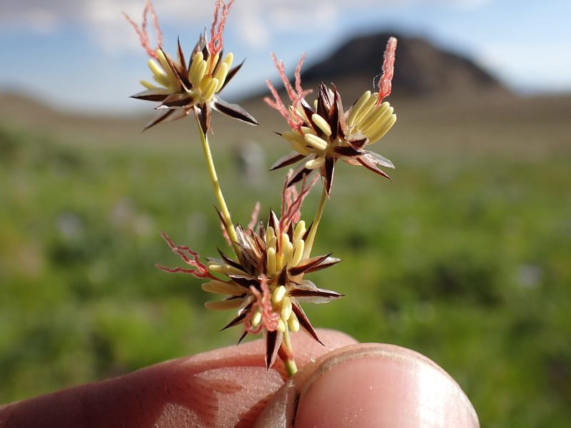 Juncus orthophyllus, photographed by Martin Purdy