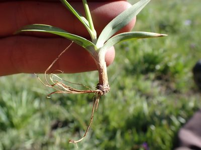 Juncus orthophyllus, photographed by Martin Purdy