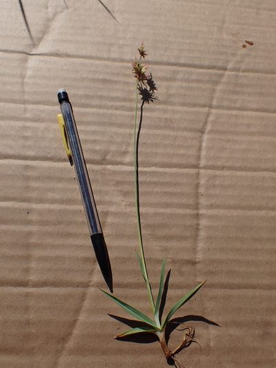 Juncus orthophyllus, photographed by Martin Purdy