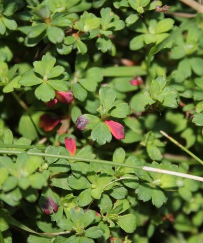 Cliffortia dentata, photographed by Tony Rebelo