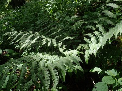 Dryopteris goldieana, photographed by Lynn Harper