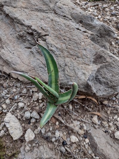 Agave albomarginata, photographed by Comisión Estatal de Biodiversidad del Estado de Hidalgo