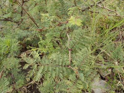 Mimosa aculeaticarpa, photographed by Comisión Estatal de Biodiversidad del Estado de Hidalgo