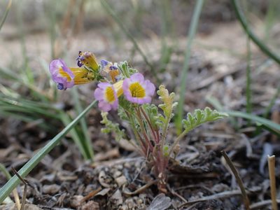 Phacelia bicolor, photographed by Martin Purdy