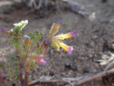 Phacelia bicolor, photographed by Martin Purdy