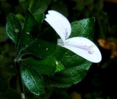 Dicliptera extenta, photographed by M Kriek