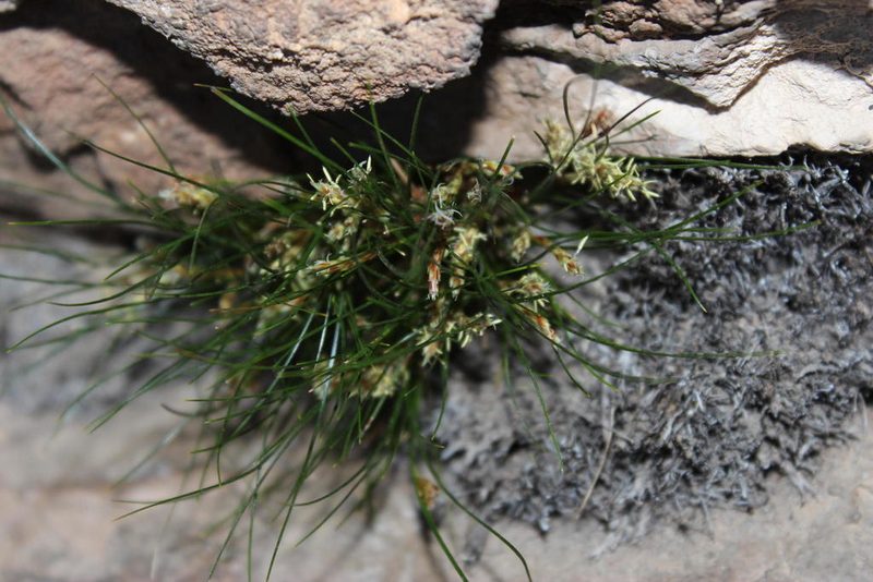 Ficinia angustifolia, photographed by Tony Rebelo