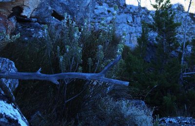Paranomus tomentosus, photographed by Tony Rebelo