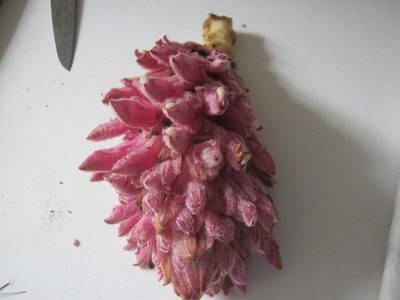 Hyobanche robusta, photographed by Di Turner