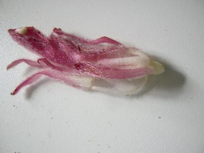 Hyobanche robusta, photographed by Di Turner