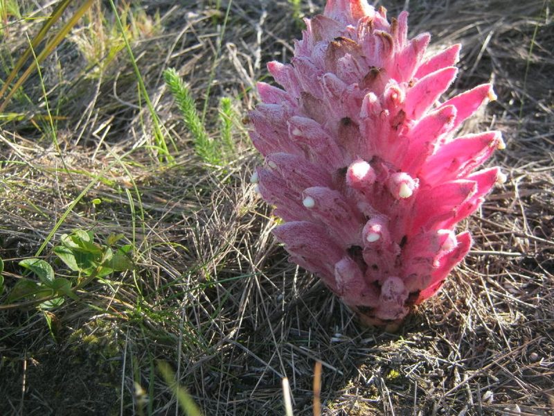 Hyobanche robusta, photographed by Di Turner