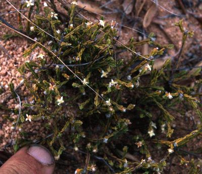Lachnaea elsieae, photographed by Tony Rebelo