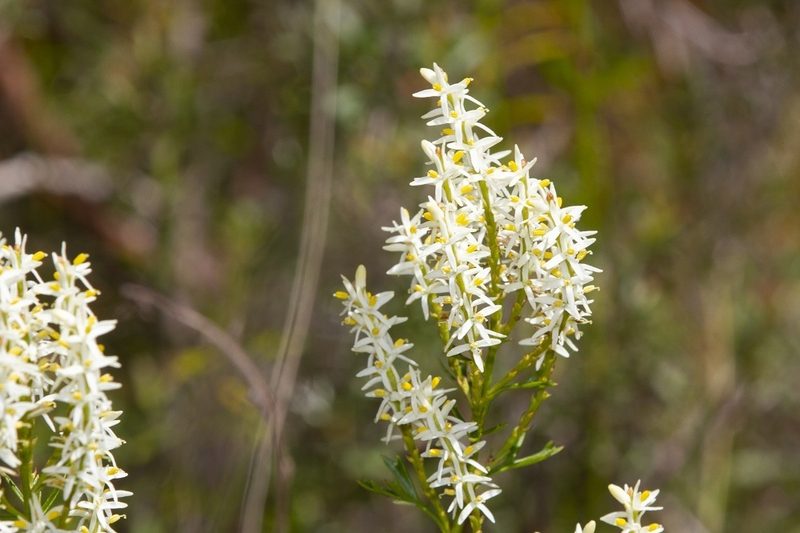 Symphionema montanum, photographed by dhfischer
