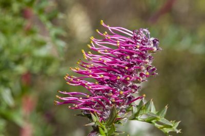 Grevillea acanthifolia, photographed by dhfischer