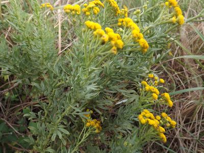 Schistostephium crataegifolium, photographed by James Deacon