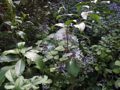Plectranthus ambiguus, photographed by James Deacon