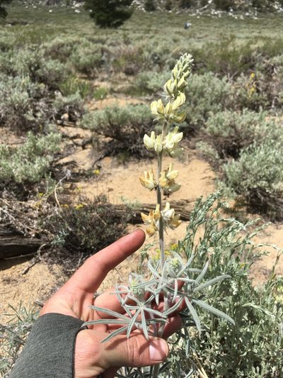 Lupinus padre-crowleyi, photographed by Martin Purdy