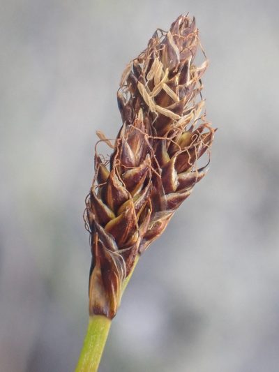 Carex lachenalii, photographed by Trevor Van Loon