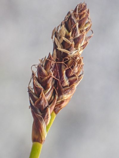 Carex lachenalii, photographed by Trevor Van Loon