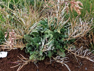 Arabis alpina, photographed by Donald Davesne