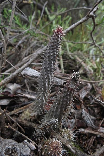 Huernia pillansii, photographed by Brian du Preez