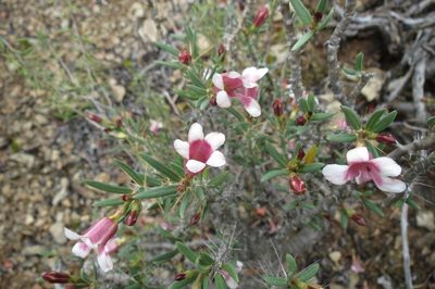 Pachypodium bispinosum, photographed by Brian du Preez