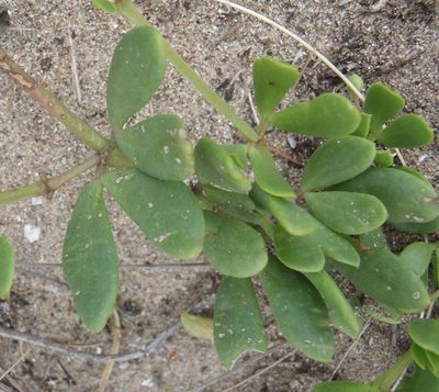 Roepera maritima, photographed by Nicola van Berkel