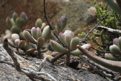 Adromischus mammillaris, photographed by Brian du Preez