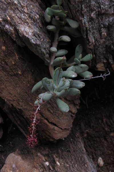 Adromischus mammillaris, photographed by Brian du Preez