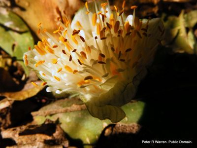 Haemanthus deformis, photographed by Peter Warren