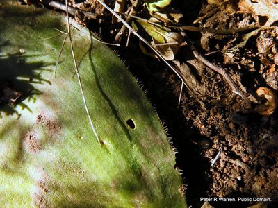 Haemanthus deformis, photographed by Peter Warren
