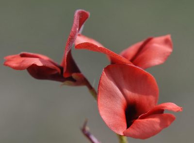 Indigofera procumbens, photographed by Charles Stirton