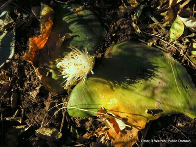 Haemanthus deformis, photographed by Peter Warren