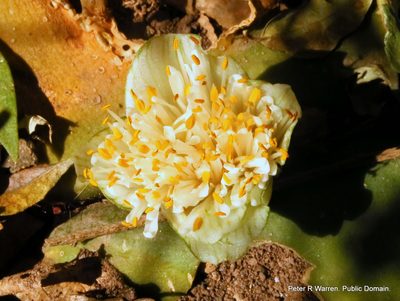 Haemanthus deformis, photographed by Peter Warren
