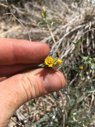 Mentzelia montana, photographed by Martin Purdy