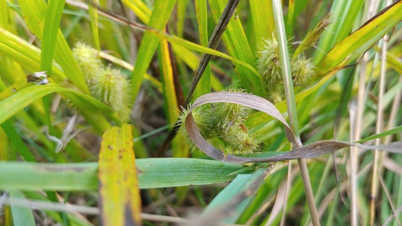 Carex frankii, photographed by Ryan Sorrells