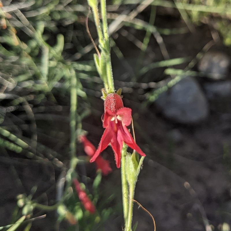 Penstemon lanceolatus, photographed by Dominic Gentilcore