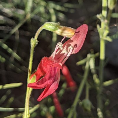 Penstemon lanceolatus, photographed by Dominic Gentilcore
